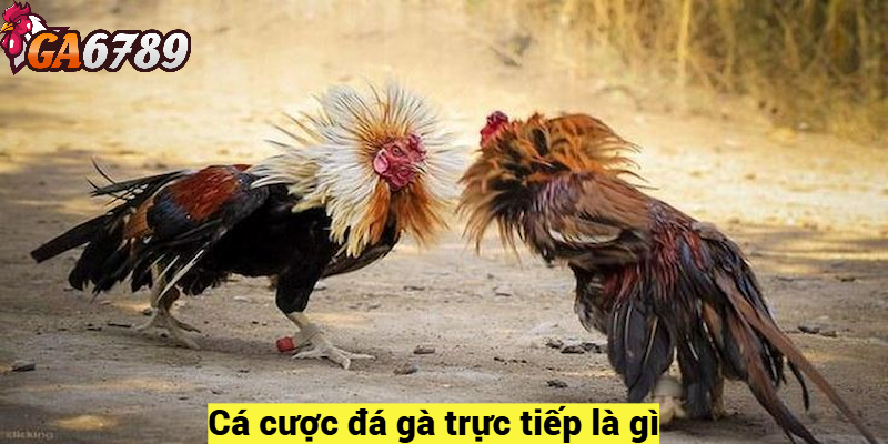 Cá cược đá gà trực tiếp là gì?