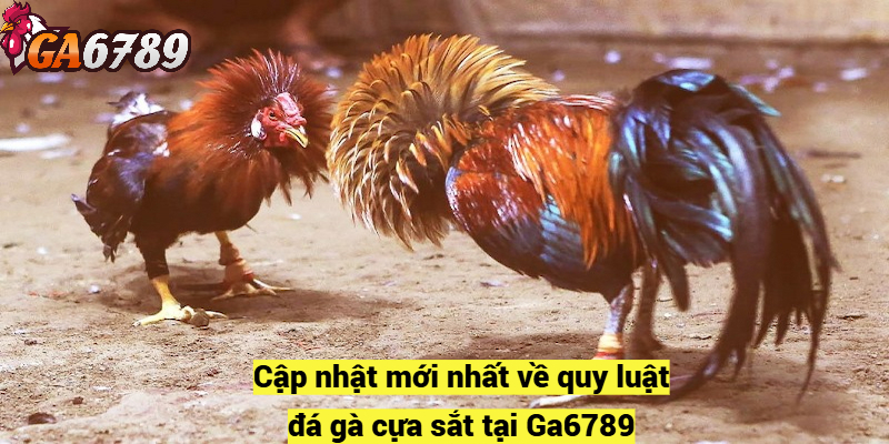 Cập nhật mới nhất về quy luật đá gà cựa sắt tại Ga6789