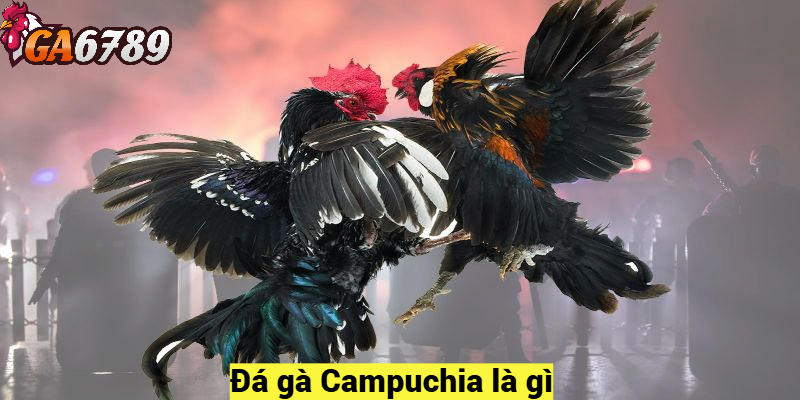 Đá gà Campuchia là gì?