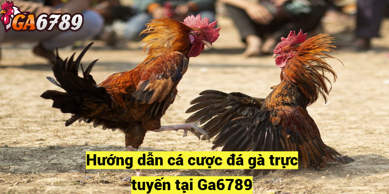 Hướng dẫn cá cược đá gà trực tuyến tại Ga6789