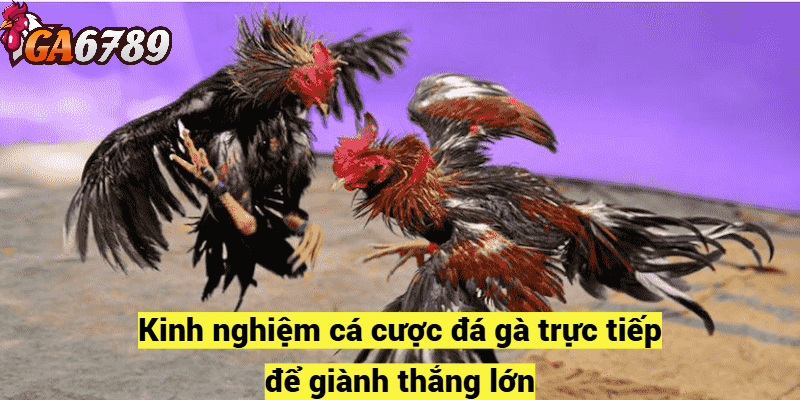 Kinh nghiệm cá cược đá gà trực tiếp để giành thắng lớn