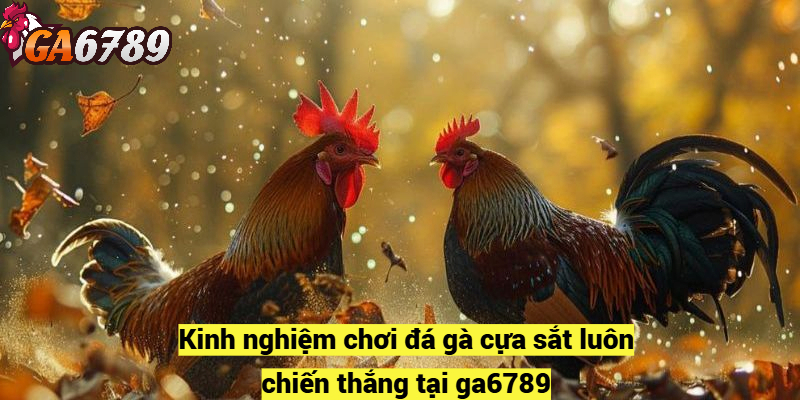 Kinh nghiệm chơi đá gà cựa sắt luôn chiến thắng tại ga6789