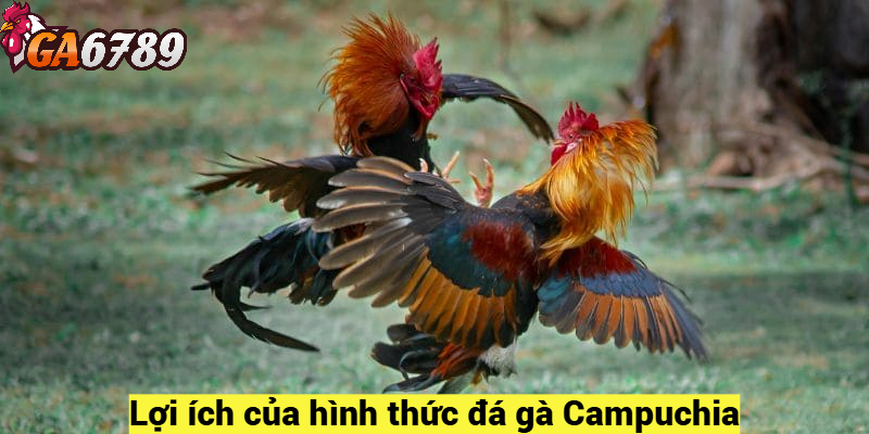 Lợi ích của hình thức đá gà Campuchia