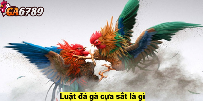 Luật đá gà cựa sắt là gì?