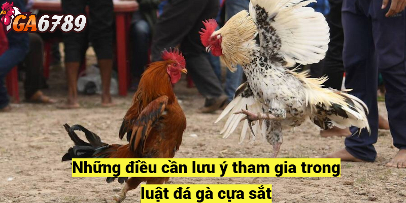 Những điều cần lưu ý tham gia trong luật đá gà cựa sắt