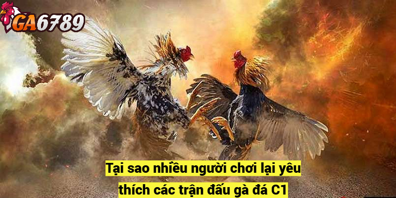 Tại sao nhiều người chơi lại yêu thích các trận đấu gà đá C1?