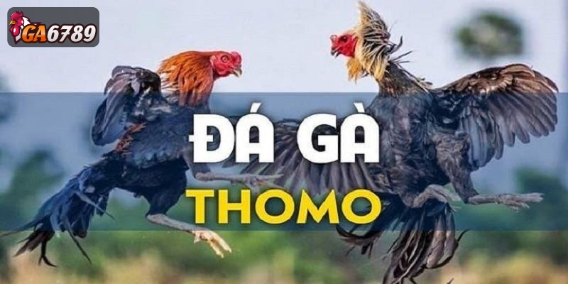 đá gà thomo mới nhất